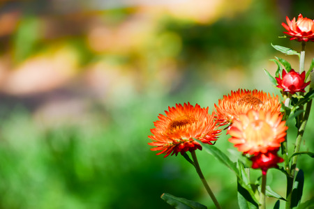 Close-up of Everlasting flowers or Straw flowers on bokeh background.の写真素材