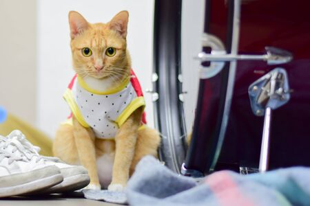 Little cat standing on the table, Thai cat.の写真素材