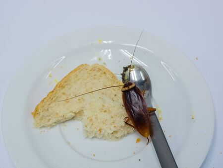 Close up cockroach on the whole wheat bread in white plate, Cockroaches are carriers of the disease.