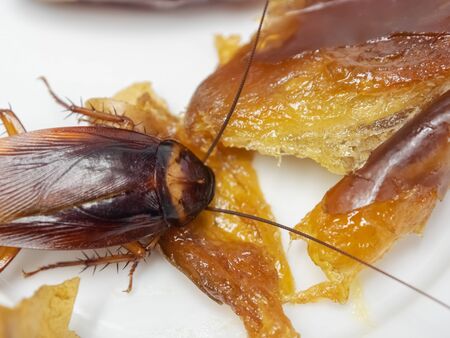 Close up cockroach on the date palm fruits in white plate, Cockroaches are carriers of the disease.