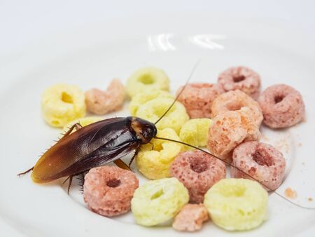 Close up cockroach on fruities cereal in white plate, Cockroaches are carriers of the disease.