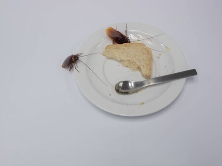 Close up cockroach on the whole wheat bread in white plate, Cockroaches are carriers of the disease.