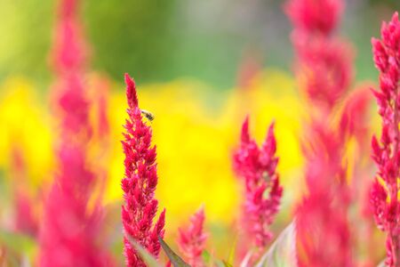 Field of red plumed cockscomb or Celosia cristata in the garden on soft nature background.の写真素材