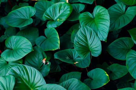 Closeup nature view of green leaf texture, Homalomena rubescens Kunth (King of Heart) , nature...