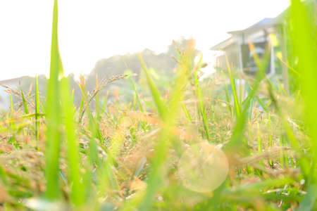 Golden riceberry fields, ears of rice at backyard in bangkok, thailand.