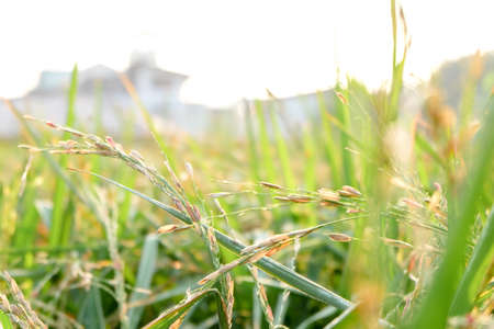 Golden riceberry fields, ears of rice at backyard in bangkok, thailand.