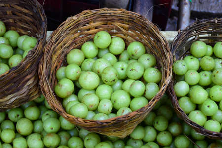 Makhampom, Indian gooseberry, Phyllanthus emblica green fruits.の写真素材