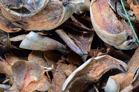 Dried coconut peel on the floors,Pile of husked coconut.の写真素材