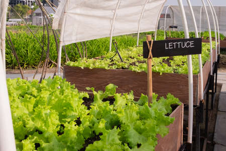 Fresh green lettuce in backyard, Organic vegetables are grown in plots, healthy food.の写真素材