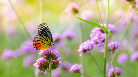The Painted Jezebel butterfly (Delias hyparete) on Verbena flower, Beautiful butterfly with colorful wing, image with a soft focus.の写真素材