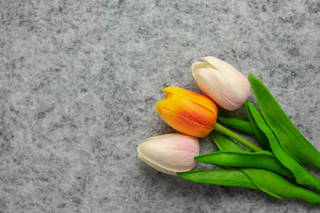 Tulips flower on gray background, white, yellow and orange tulips, Valentine's day background used for desktop wallpaper or website design.の写真素材