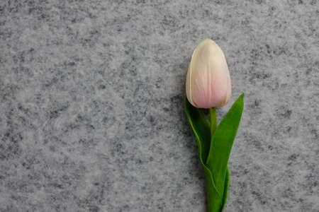 Tulip flower on gray background, white tulip, Valentine's day background used for desktop wallpaper...