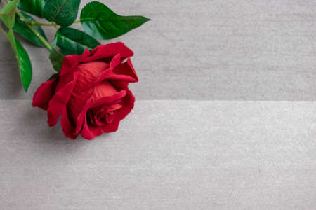 Rose flower on gray background, Valentine's day background used for desktop wallpaper or website design.の写真素材