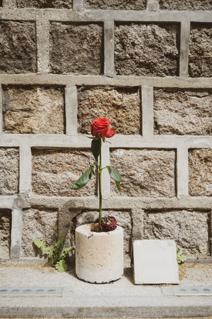 Tulip on the Stonewall Walk of Deoksugung Palace in Seoul, Koreaのeditorial素材