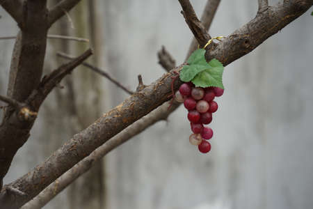 Object Grape, Alleyway, Yongsan-gu, Seoul