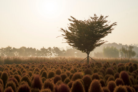 October Autumn Scenery Photos and Treesの写真素材