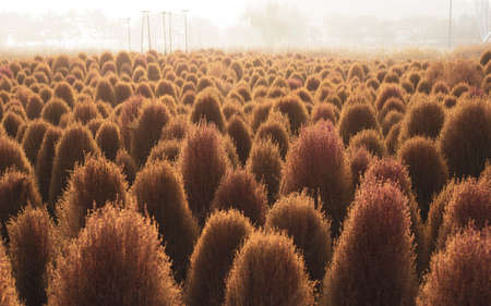 October Autumn Scenery Photos and Treesの写真素材