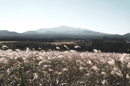 The Autumn Scenery of Mountain Gumburi in Jeju Island, Koreaの写真素材