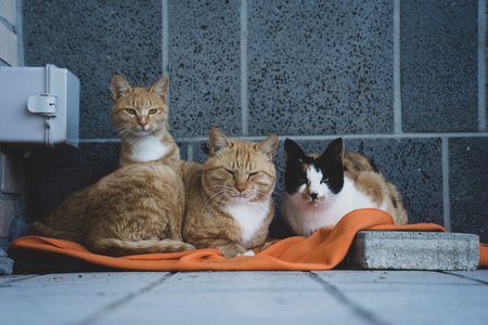 3 cats in Yeongjong Island, Incheon, Korea