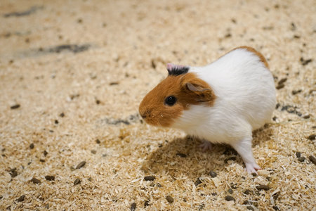 a photograph of an animal guinea pig