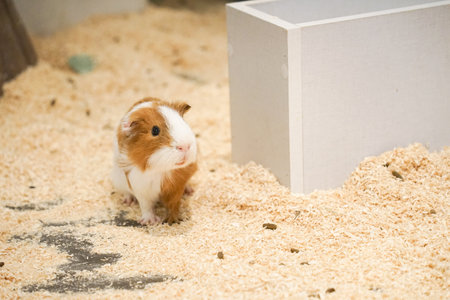 a photograph of an animal guinea pigの写真素材
