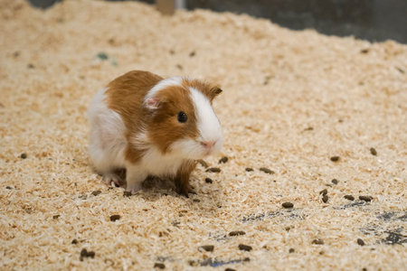 a photograph of an animal guinea pig