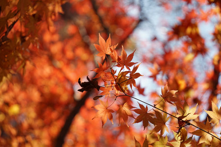 I took a picture of the autumn foliage in Gyeongju, Korea.