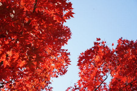Maple tree of Nami Island, Chuncheon, Gangwon-do, Koreaの写真素材