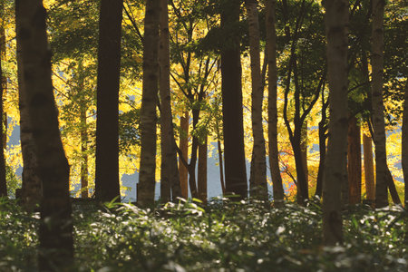 Maple tree of Nami Island, Chuncheon, Gangwon-do, Koreaの写真素材