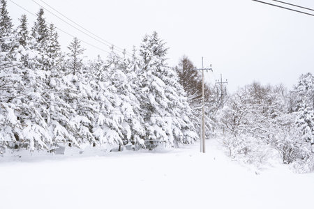 Snow Scenery of Daegwallyeong, Gangwon-do, Koreaの写真素材