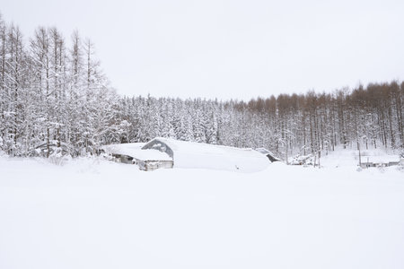 Snow Scenery of Daegwallyeong, Gangwon-do, Korea