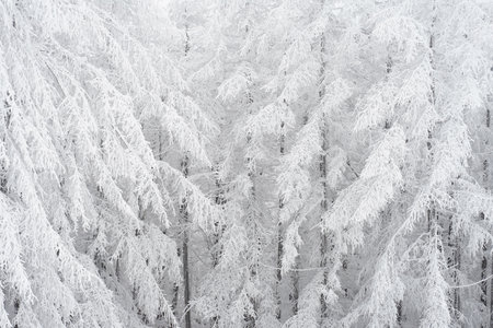Snow Scenery of Daegwallyeong, Gangwon-do, Koreaの写真素材
