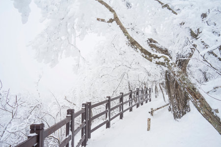 Snow Scenery of Daegwallyeong, Gangwon-do, Koreaの写真素材