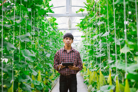 The farmer is checking the quality of the melon at the melon farm in a plastic house