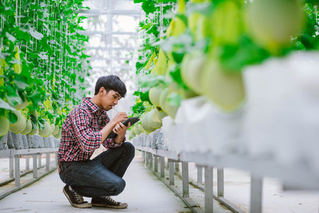 The farmer is checking the quality of the melon at the melon farm in a plastic house