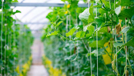Fresh melon on tree in a plastic house farm supported by string melon netsの写真素材
