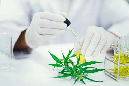 scientist in laboratory testing cbd oil extracted from a marijuana plant.  Healthcare pharmacy from medical cannabis.の写真素材