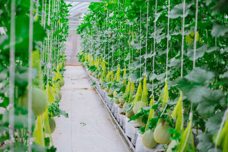 Fresh melon on tree in a plastic house farm supported by string melon netsの写真素材