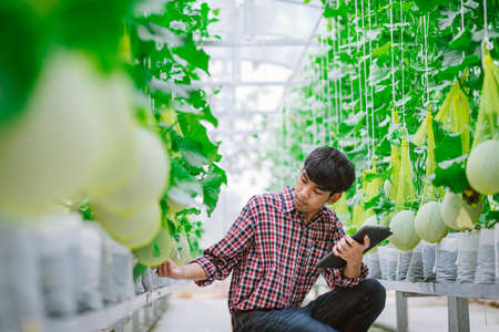 The farmer is checking the quality of the melon at the melon farm in a plastic houseの写真素材