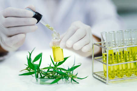 scientist in laboratory testing cbd oil extracted from a marijuana plant. Healthcare pharmacy from medical cannabis.の写真素材