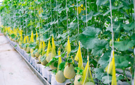 Fresh melon on tree in a plastic house farm supported by string melon netsの写真素材