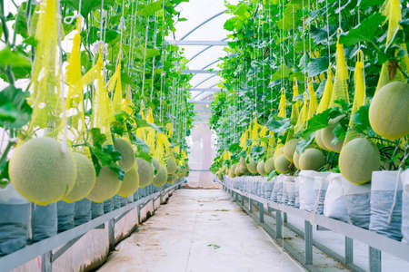 Fresh melon on tree in a plastic house farm supported by string melon netsの写真素材