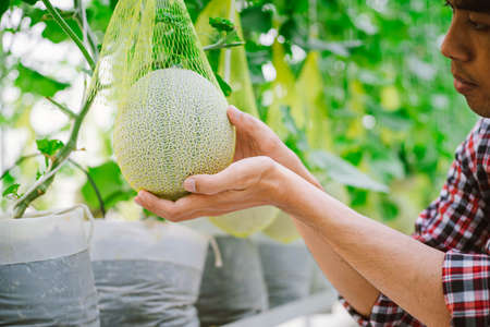 The farmer holding melon at the melon farm in a plastic houseの写真素材