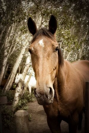 close up of brown horseの写真素材