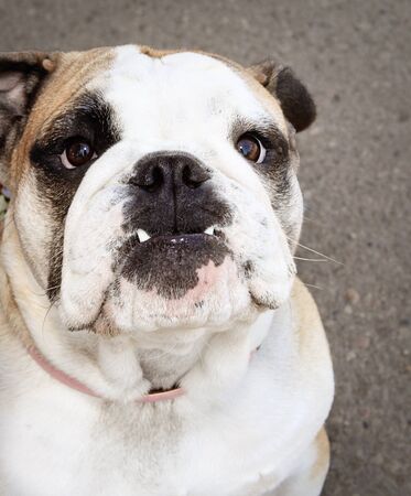 close up of bull dogの写真素材