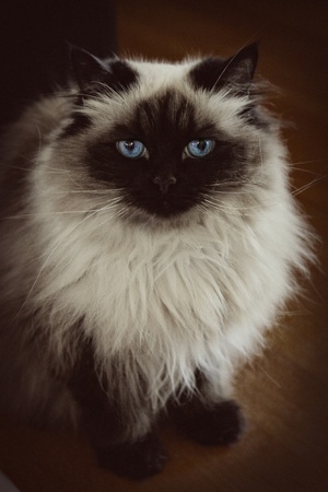 long hair siamese catの写真素材