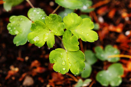 close up of clover on forest floor