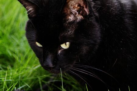 close up of a black cat sitting in the grassの写真素材
