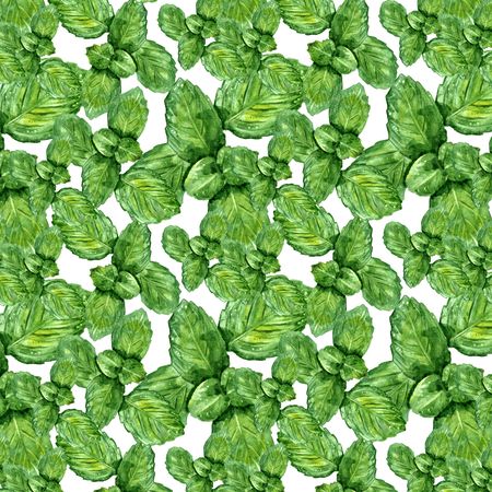 Culinary herbs - hand painted watercolour mintのイラスト素材
