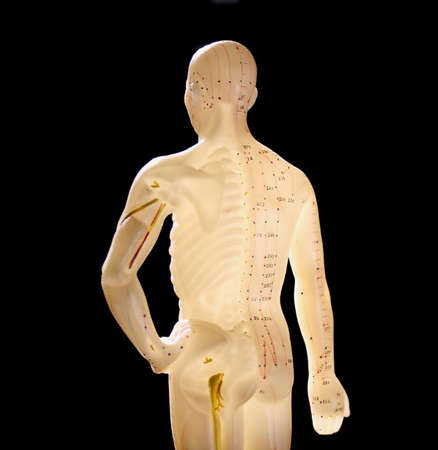 model of human body showing acupuncture pointsの写真素材